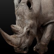 Matis Baum O'Connor Joins Fight to have Mitchell v. Shikora Decision Overturned